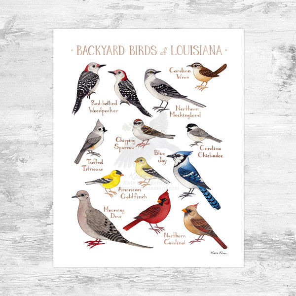 Louisiana Backyard Birds Field Guide Art Print Mini (8x10) – Kate