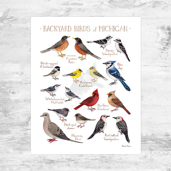 Michigan Backyard Birds Field Guide Art Print Mini (8x10) – Kate