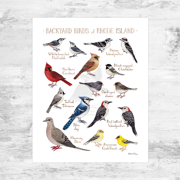 Rhode Island Backyard Birds Field Guide Art Print Mini (8x10