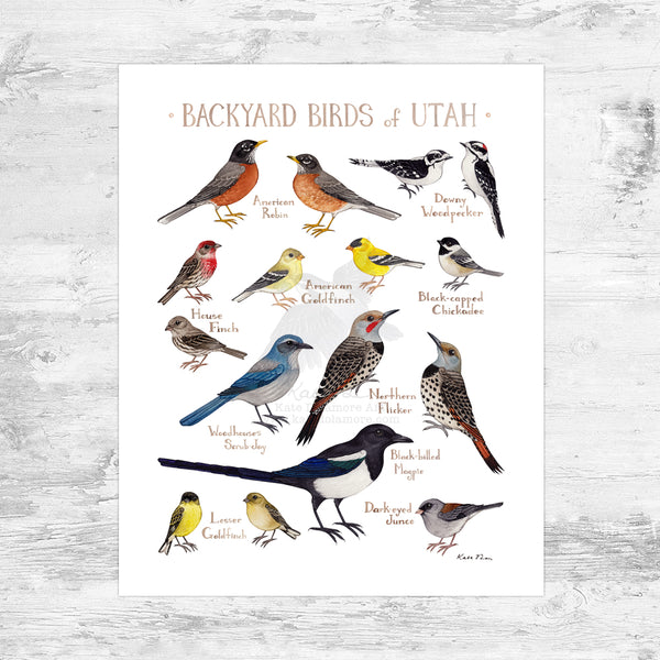 Utah Backyard Birds Field Guide Art Print Mini (8x10) – Kate