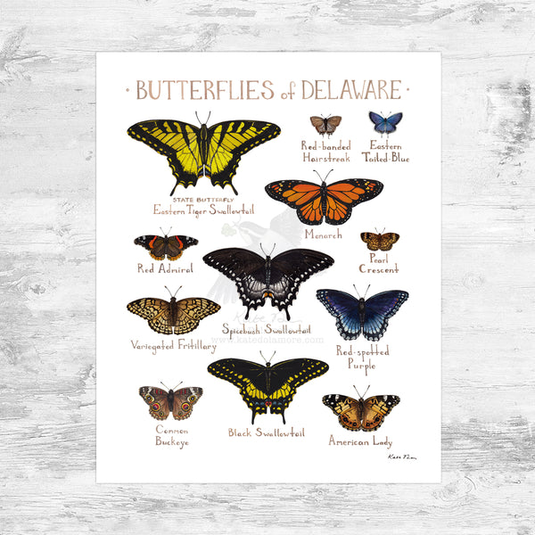 Delaware Butterflies Field Guide Art Print Mini (8x10) – Kate