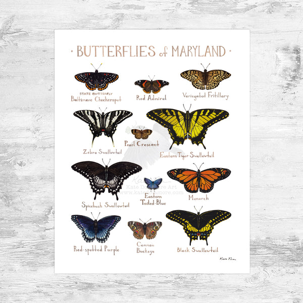 Maryland Butterflies Field Guide Art Print Mini (8x10) – Kate