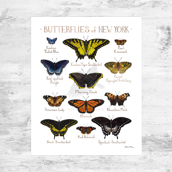 New York Butterflies Field Guide Art Print Mini (8x10) – Kate