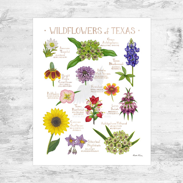 Texas Wildflowers Field Guide Art Print Mini (8x10) – Kate