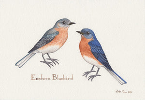 Eastern Bluebird 10.25x7 Original Watercolor Painting