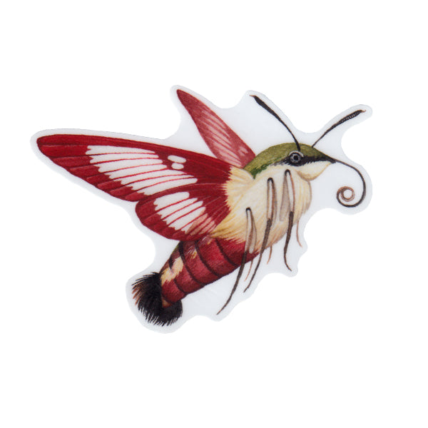 Hummingbird Clearwing Moth Vinyl Sticker – Kate Dolamore Art