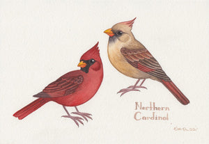 Northern Cardinal 10.25x7 Original Watercolor Painting