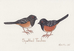 Spotted Towhee 9x6 Original Watercolor Painting