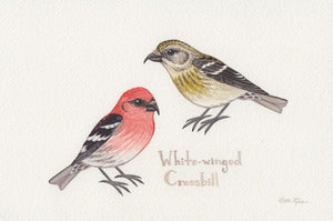 White-winged Crossbill 9x6 Original Watercolor Painting