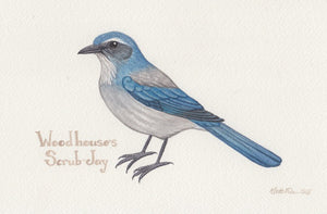 Woodhouse's Scrub-Jay 9x6 Original Watercolor Painting