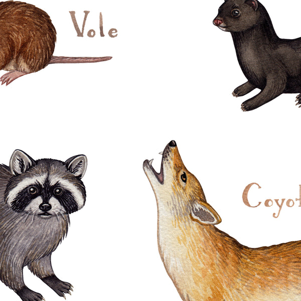 Alabama Land Mammals Field Guide Art Print