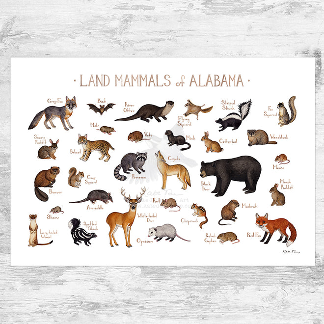 Mammals of the US and Canada Prints