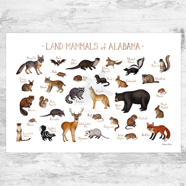 Alabama Land Mammals Field Guide Art Print