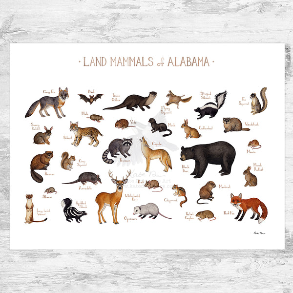 Alabama Land Mammals Field Guide Art Print