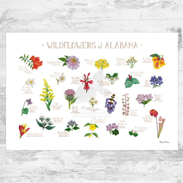 Alabama Wildflowers Field Guide Art Print