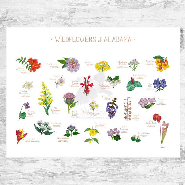Alabama Wildflowers Field Guide Art Print