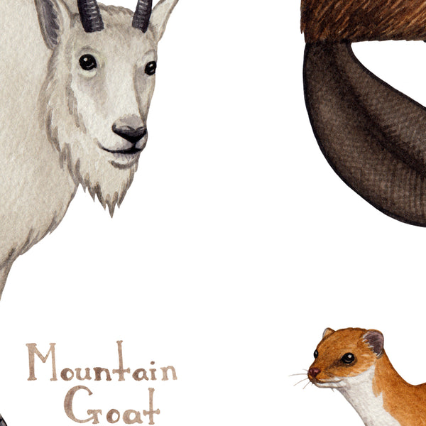 Alaska Land Mammals Field Guide Art Print