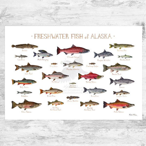 Alaska Freshwater Fish Field Guide Art Print