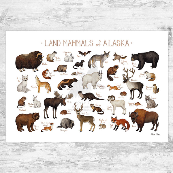 Alaska Land Mammals Field Guide Art Print