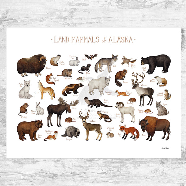 Alaska Land Mammals Field Guide Art Print