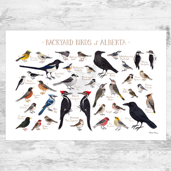 Alberta Backyard Birds Field Guide Art Print