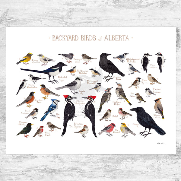 Alberta Backyard Birds Field Guide Art Print