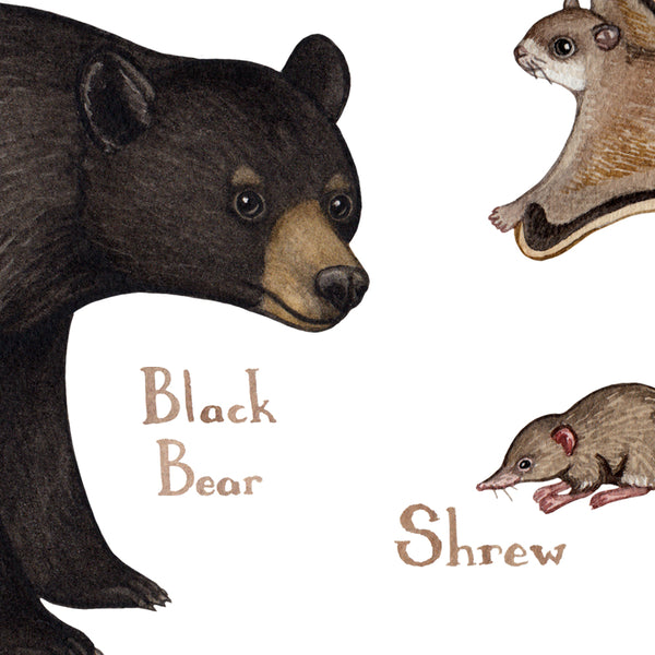 Alberta Mammals Field Guide Art Print