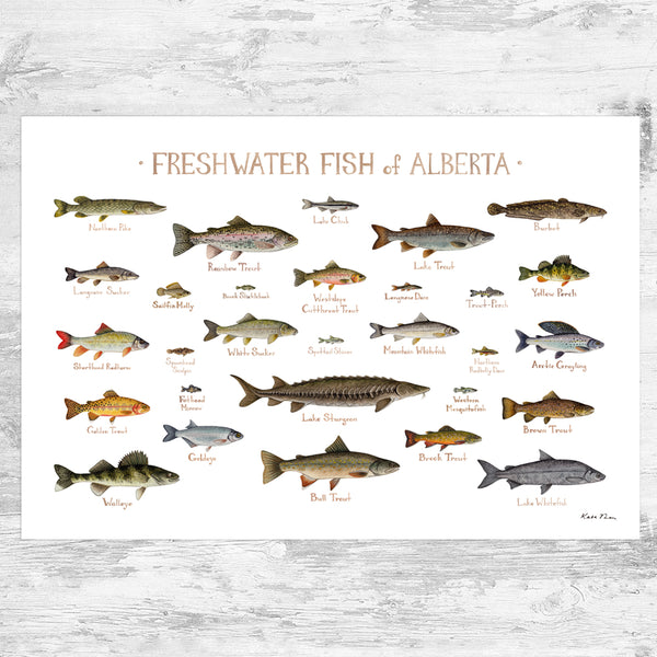 Alberta Freshwater Fish Field Guide Art Print