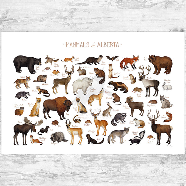 Alberta Mammals Field Guide Art Print