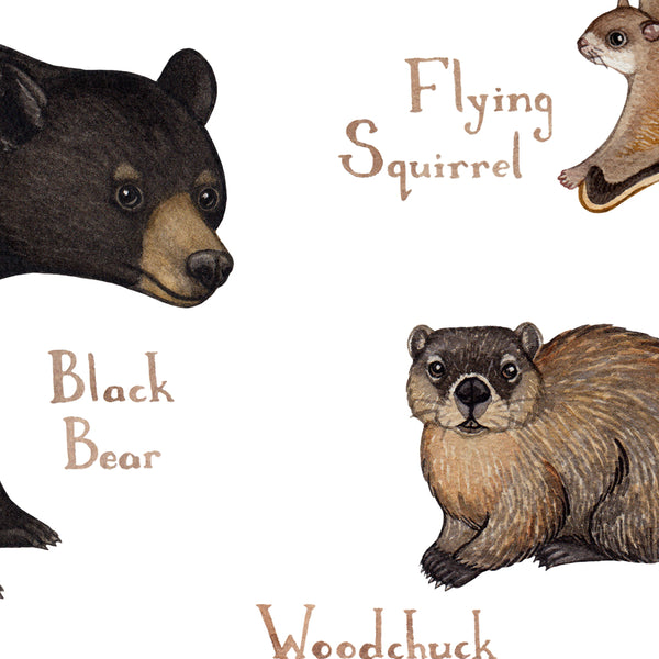 Arkansas Mammals Field Guide Art Print