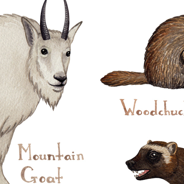 British Columbia Land Mammals Field Guide Art Print
