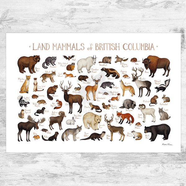 British Columbia Land Mammals Field Guide Art Print
