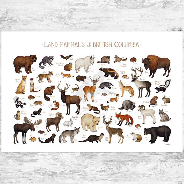 British Columbia Land Mammals Field Guide Art Print