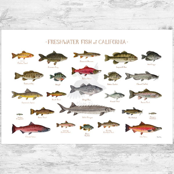 California Freshwater Fish Field Guide Art Print