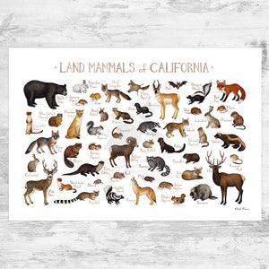 California Land Mammals Field Guide Art Print