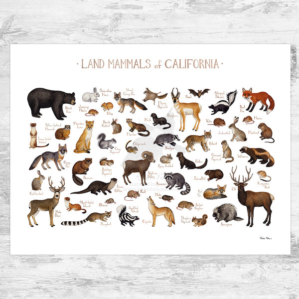 California Land Mammals Field Guide Art Print