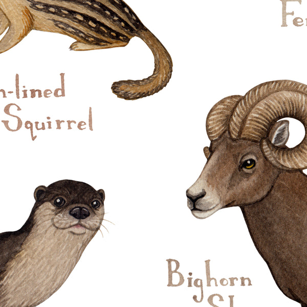 Colorado Mammals Field Guide Art Print