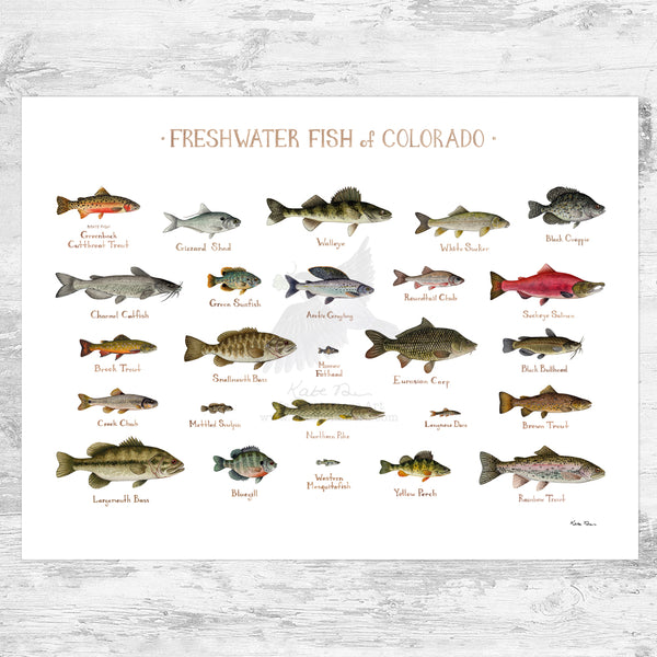 Colorado Freshwater Fish Field Guide Art Print