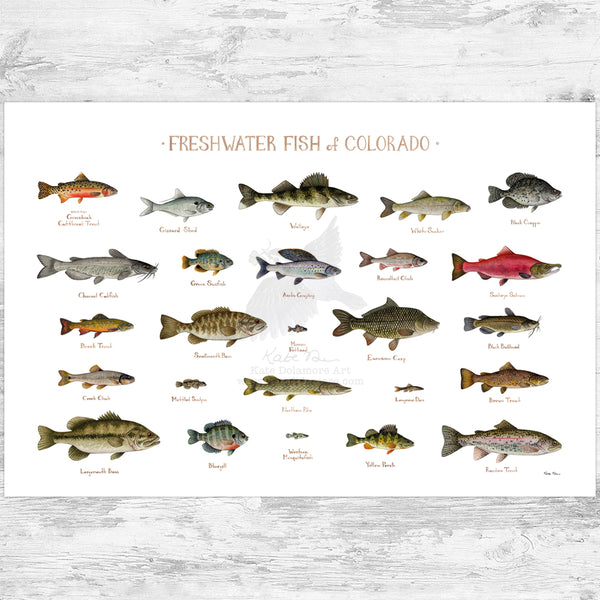 Colorado Freshwater Fish Field Guide Art Print