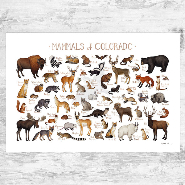 Colorado Mammals Field Guide Art Print