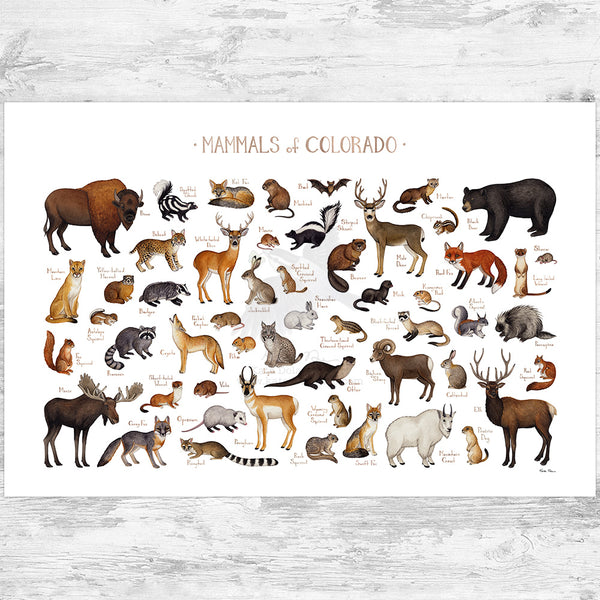 Colorado Mammals Field Guide Art Print