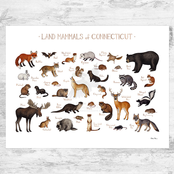 Connecticut Land Mammals Field Guide Art Print