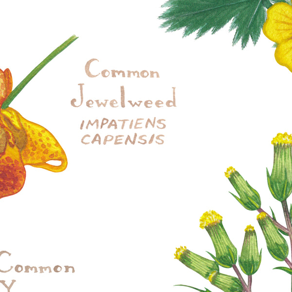 Connecticut Wildflowers Field Guide Art Print
