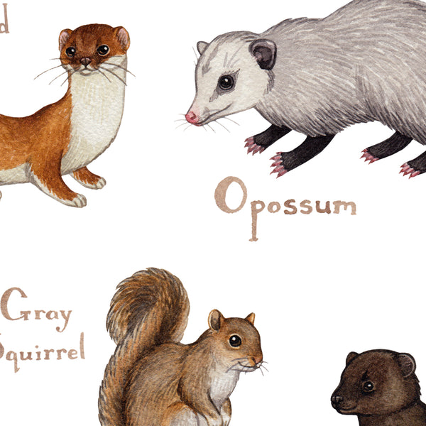 Connecticut Land Mammals Field Guide Art Print