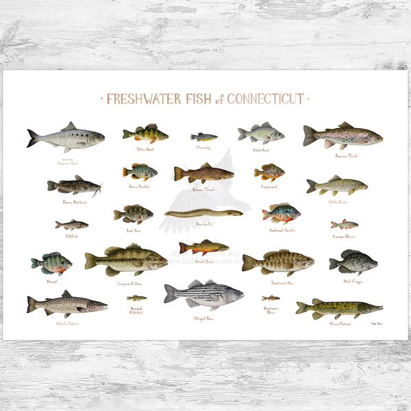 Connecticut Freshwater Fish Field Guide Art Print