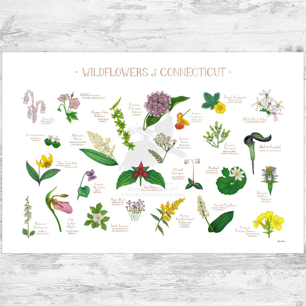 Connecticut Wildflowers Field Guide Art Print