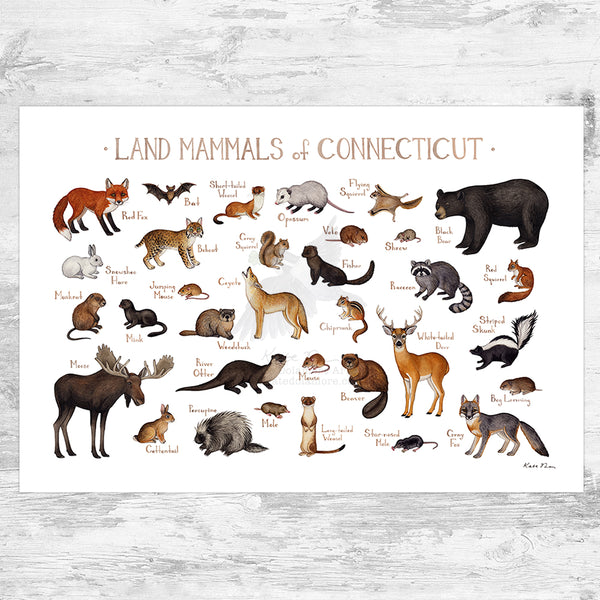 Connecticut Land Mammals Field Guide Art Print