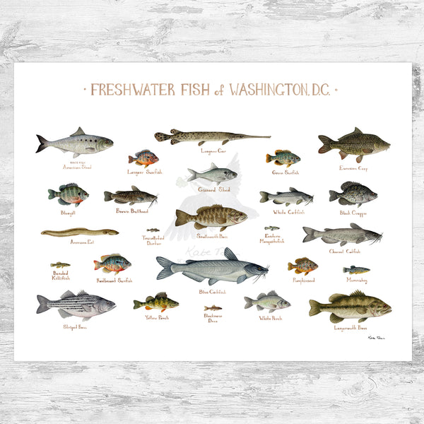 Washington, D.C. Freshwater Fish Field Guide Art Print