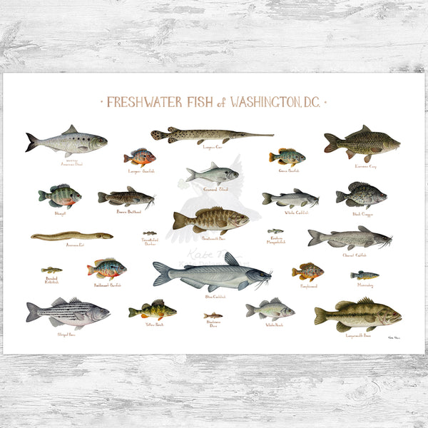 Washington, D.C. Freshwater Fish Field Guide Art Print
