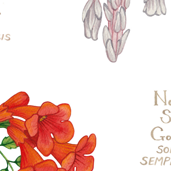 Delaware Wildflowers Field Guide Art Print